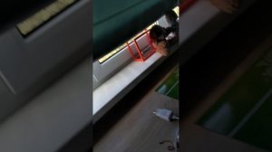 утро с басиками, Батоня и Пирожок заболели?