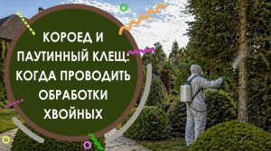 Короед и паутинный клещ: когда проводить обработки