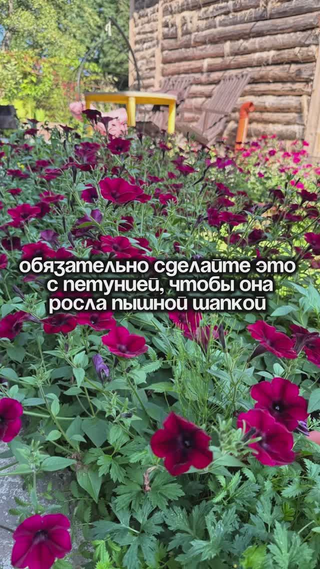 🔥 Я БЕЗЖАЛОСТНО СТРИГУ ПЕТУНИЮ — И ВОТ ПОЧЕМУ ОНА СТАНОВИТСЯ ИДЕАЛЬНОЙ ШАПКОЙ 🔥