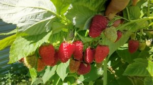 Крупноплодная малина