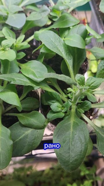 КАК ЧАСТО ПОЛИВАТЬ ПЕТУНИЮ?