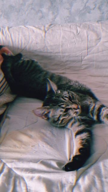 #мойкотик #беззабныебудни #отдых #чилл #rutube #кошарик #киса