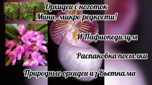 Редкие микро орхидеи. Природные орхидеи из Вьетнама. Распаковка посылки