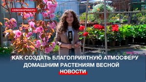 Как создать благоприятную атмосферу домашним растениям весной – советы цветовода