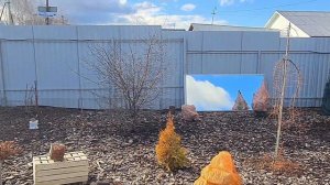 Больные хвойные.