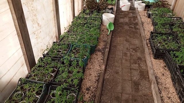 занимаемся рассадой виктории