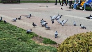 Малыш и голуби