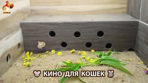 Видео для кошек про крысок развлекать питомцев 🐭🐀😂 (514)
