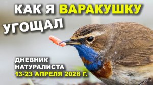 Денисово. Дневник натуралиста 13-23 апреля 2026 г.