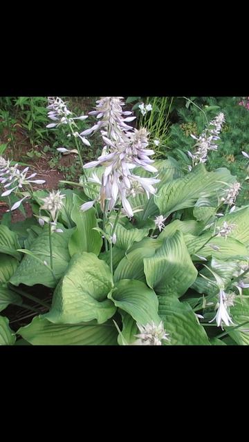 Цветонос хосты рекомендуется удалять лишь в одном случае