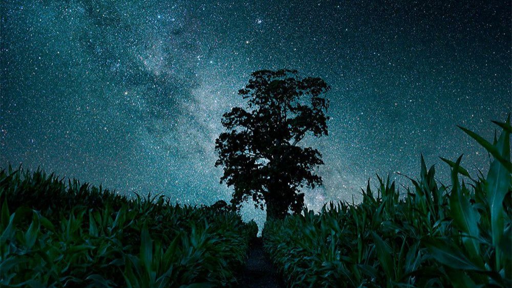 Cephas Azariah - Sakura