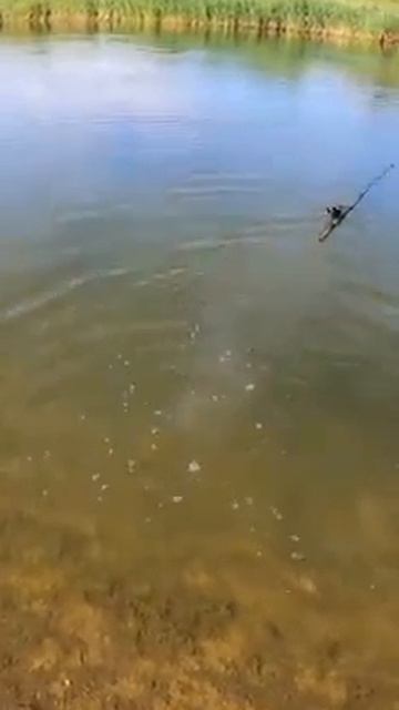 Худший момент на рыбалке — щука утаскивает удочку в реку