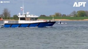 Горбатого кита Тимми везут из Балтики в Северное море. В марте он застрял на мели.