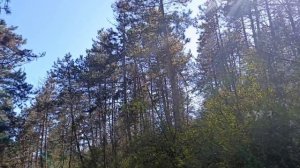 Прогулка в весеннем лесу.Кисловодск,апрель 2026