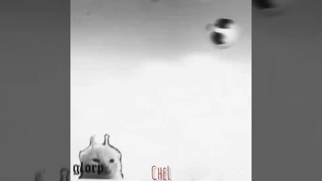 Meme cat эдит