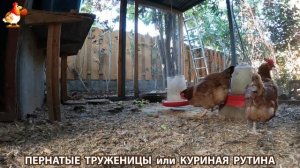 Куриная рутина – что делают куры на выгуле 😂 эпизод (158)
