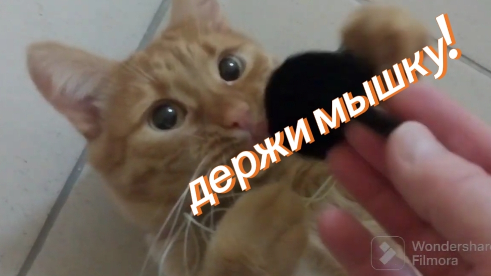 КОТ, КОТОРЫЙ УМЕЕТ УДИВЛЯТЬ — БАРСИК