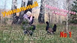 Уникальный глухарь