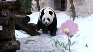 Панда радуется апрельскому снегу в Московском зоопарке
