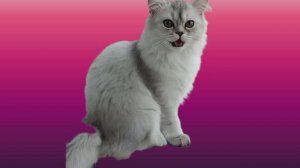 эдит для моей кошки Еси