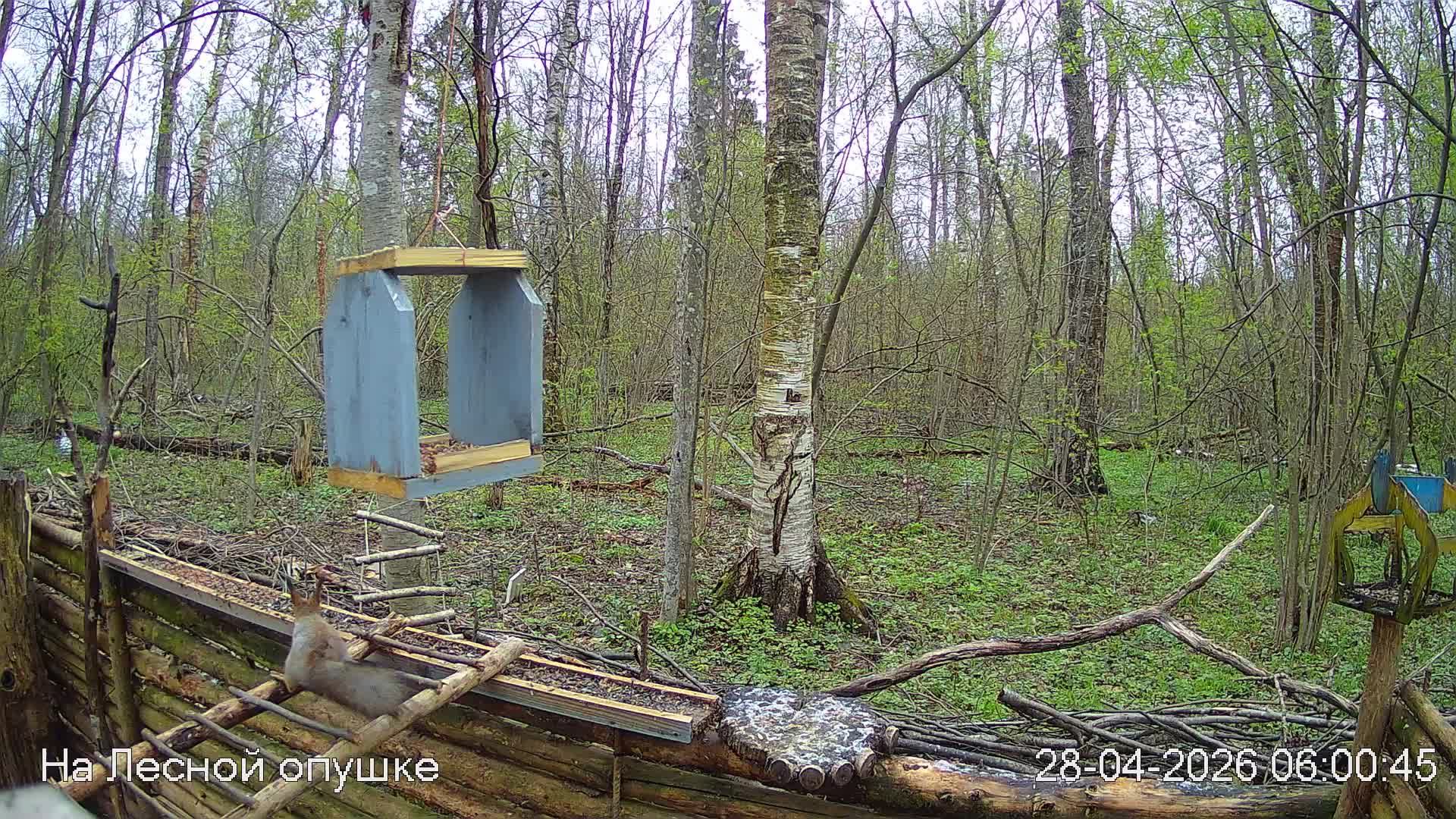 LIVE: На лесной опушке. Природа онлайн