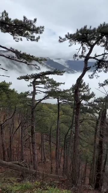 😍 Облачный лес на склоне Ай-Петри #айпетри #крым #крымсегодня #путешествия #кемпинг #ялта #море #гор