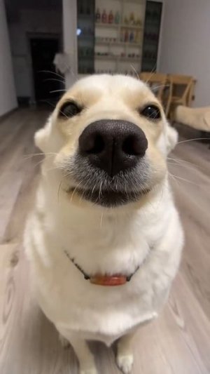 dogs