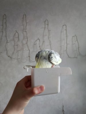 у меня пирсенг