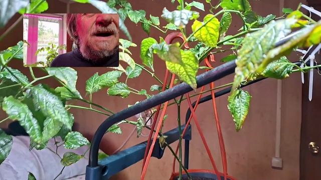 Зараза в доме / Будни огородника