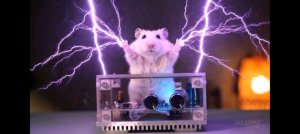 деревья ненавидят меня