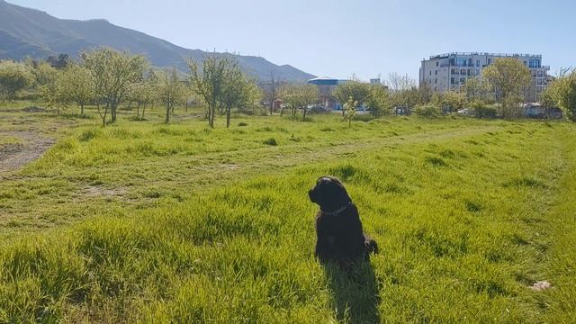 Гуляю с собакой/Вышагиваю шаги/Покупки из Чижика
