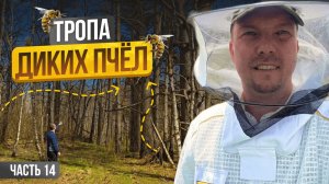 Сбежал с офиса на пасеку! Что из этого вышло? Строю пасеку с нуля | Серия 14