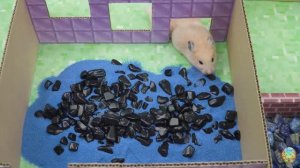 Большое приключение маленького хомячка 6