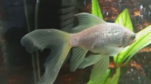 Рыбка-невеста. Бестолковая, но само очарование