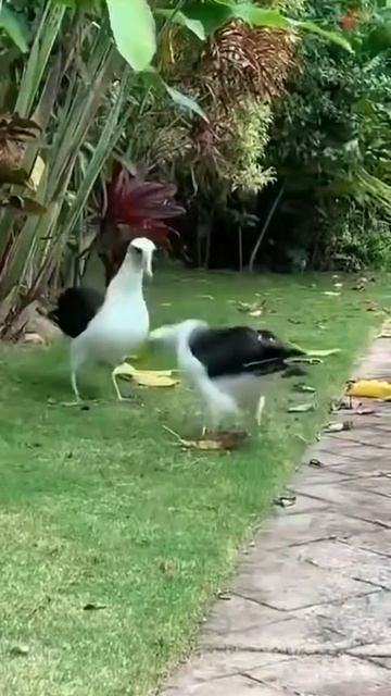 Чайки общаются ☺️☺️☺️