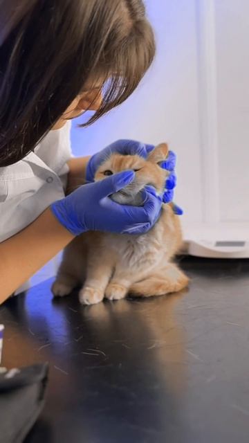 Майорова В.А.