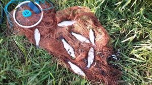 Кастинговая сеть. Ловим рыбу. Минусы сетки.