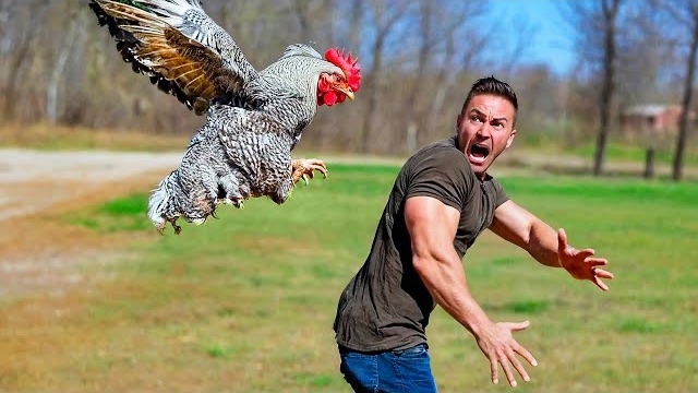 Приколы с животными Смешные видео про животных СМЕШНОЕ ВИДЕО Наши любимые смешные животные