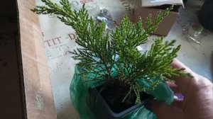 Высаживаю многолетники у крыльца. Куриные яйца- 18е сутки, снимаю с решетки, ждём цыплят.