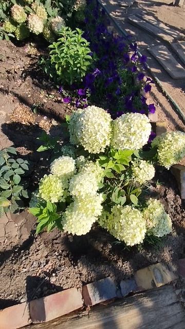 Метельчатая гортензия Литл Пассион.