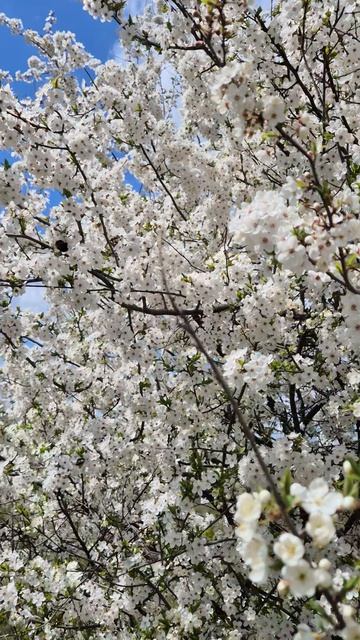 Цветут деревья