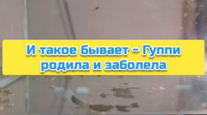 И такое бывает - Гуппи родила и заболела