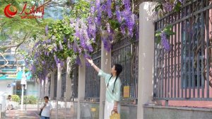 Сиреневый цветопад в Сямэне зацвела петрея вьющаяся