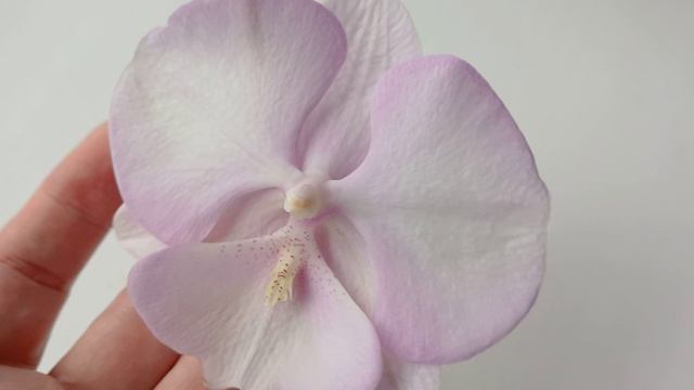 Цветение апреля 2026 года.🌺🌺🌺