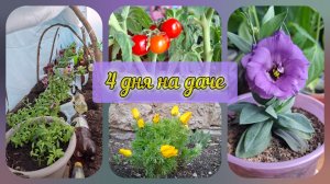 Цветы расцветают, томаты спеют, а за окном — мороз 🌬Несмотря на погоду петуния переехала в теплицу