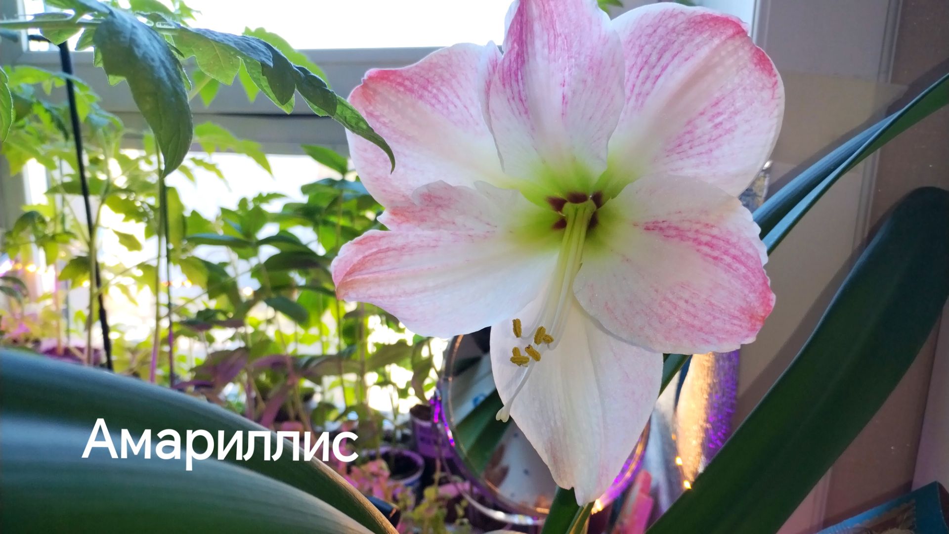 Новый амариллис зацвёл. Мой подарок. #амариллис, #амариллисцветение, #гиппеаструм