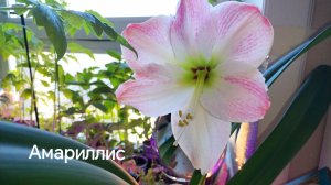 Новый амариллис зацвёл. Мой подарок. #амариллис, #амариллисцветение, #гиппеаструм
