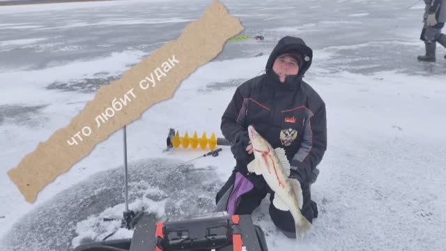 что любит судак