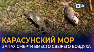 В мэрии Краснодара прокомментировали ситуацию с гибелью рыбы в Карасуне