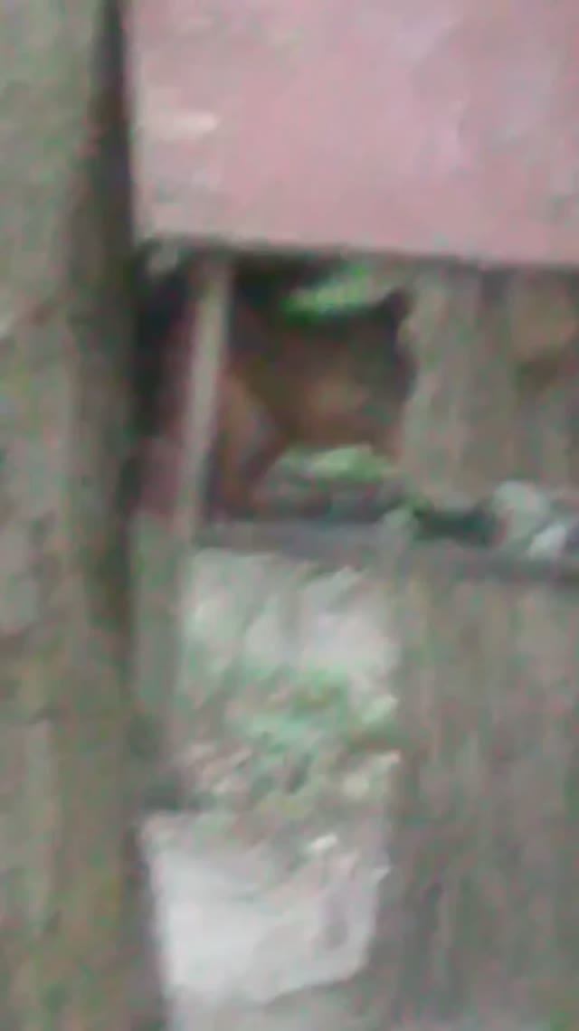 белка лакомиться вкусностями в домике